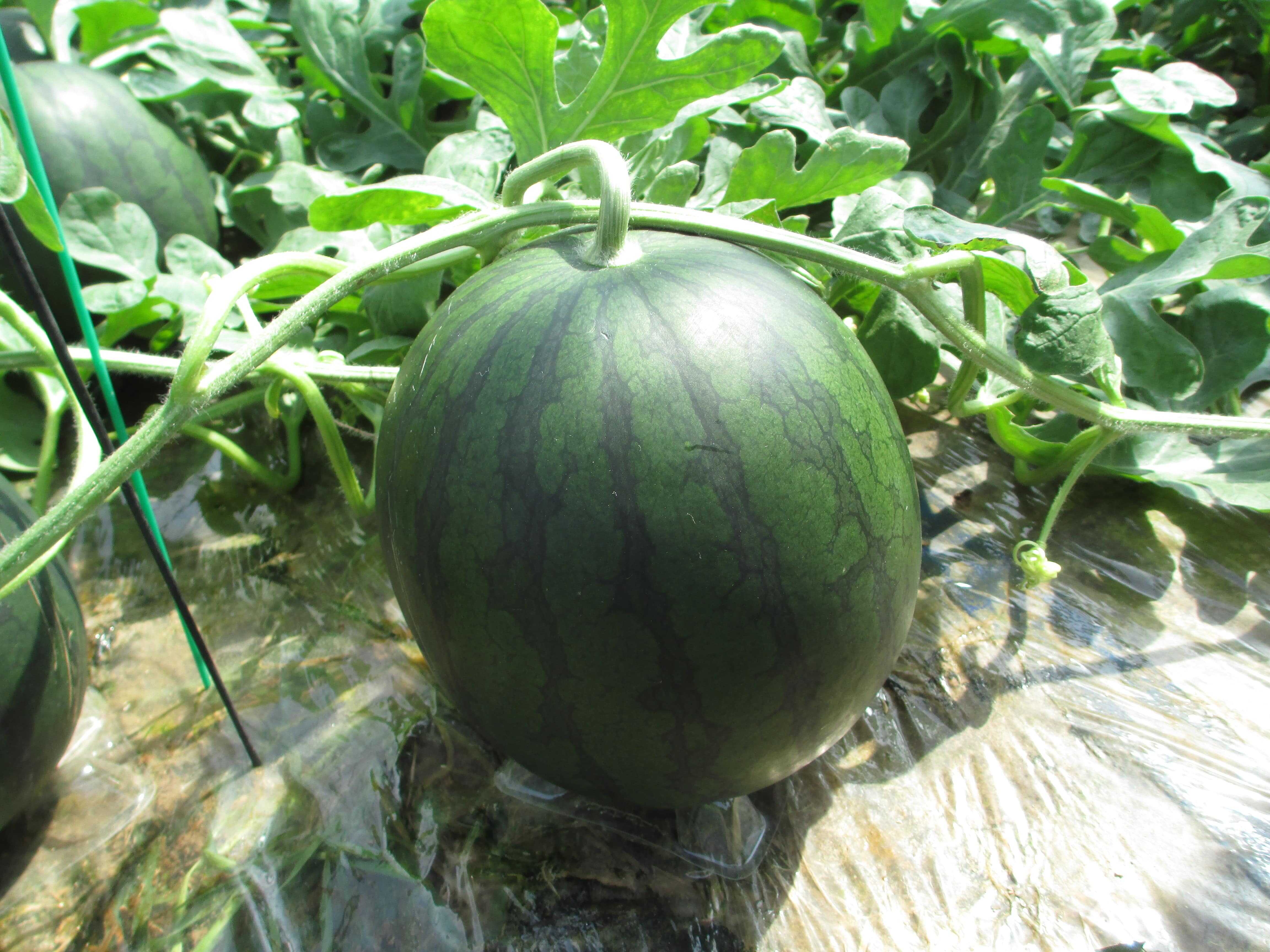 田间挂藤成熟的西瓜