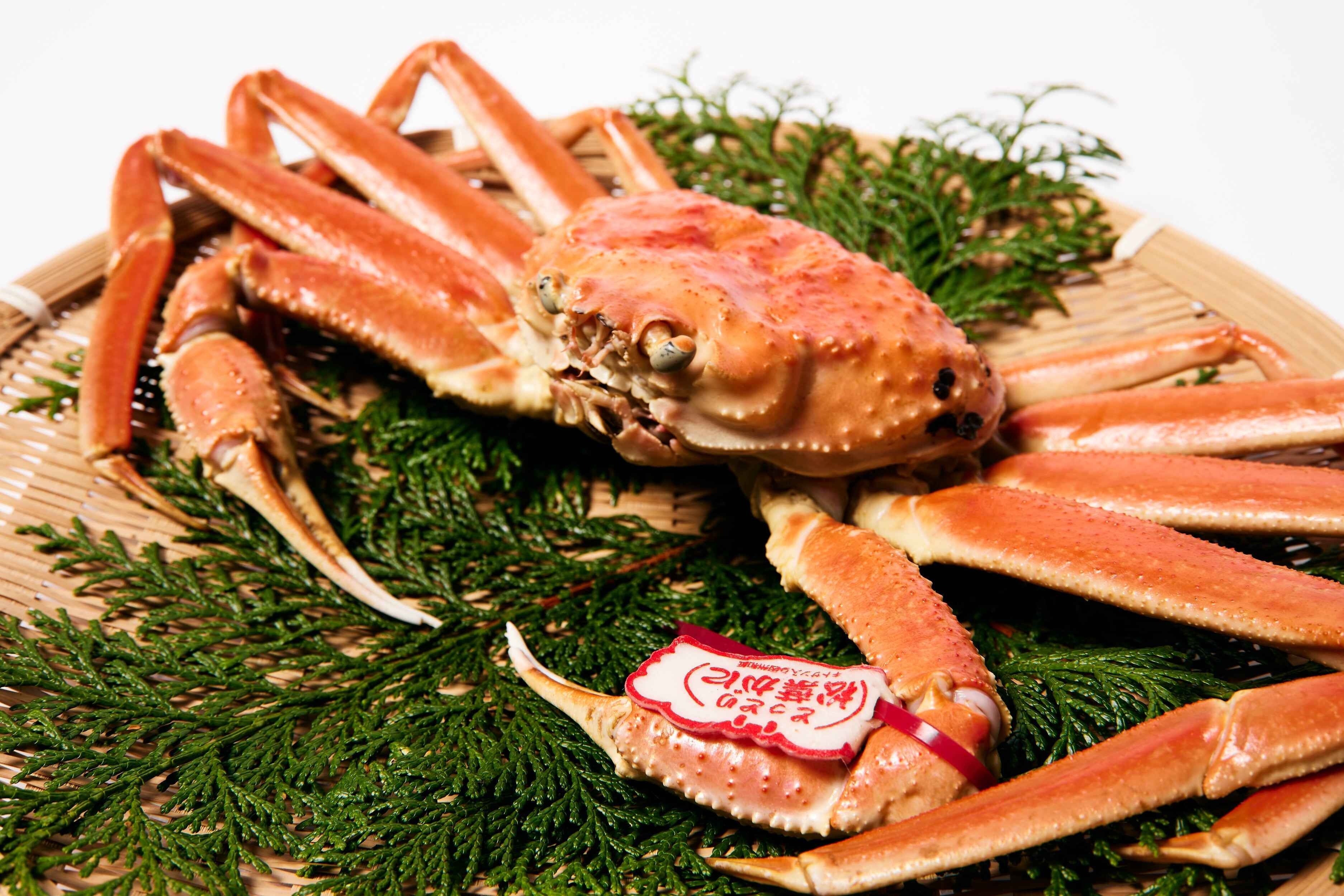 石川県産ズワイガニの姿イメージ